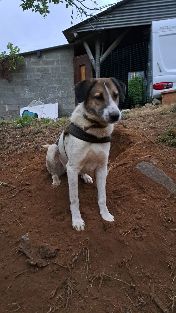 Un chien assis, observant son nouvel environnement