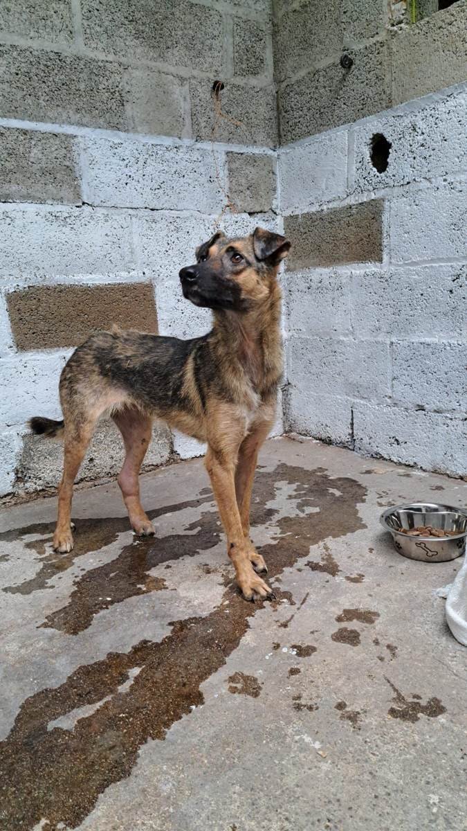 Un chien attentif, recueilli par le refuge