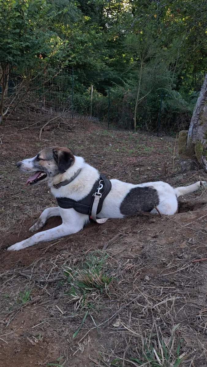 Un chien détendu et confiant en pleine nature