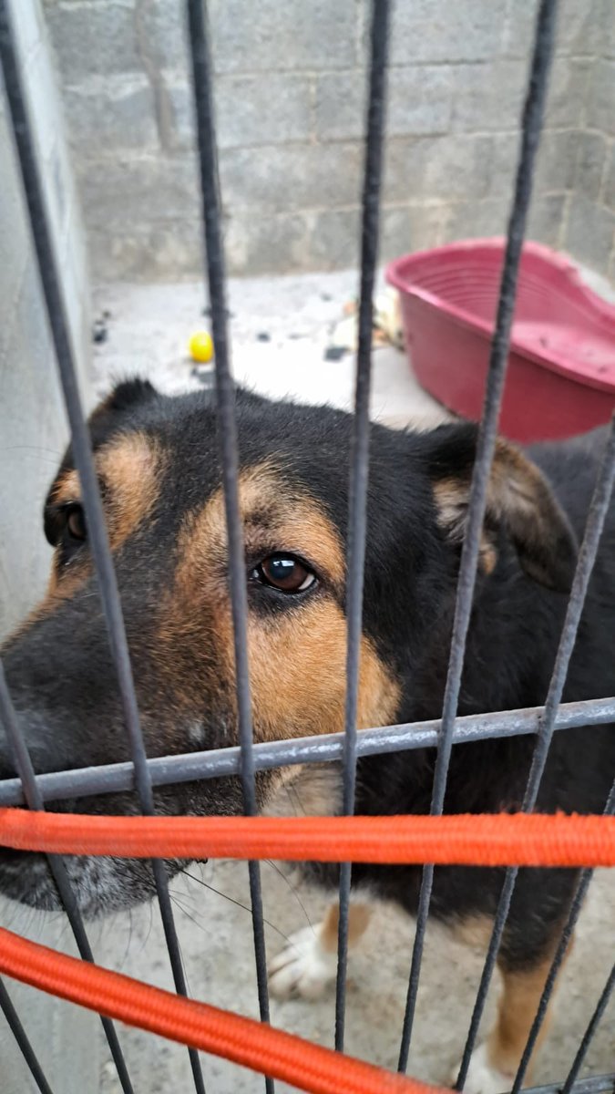 Un chien derrière les grilles de la fourrière de Târgu Jiu