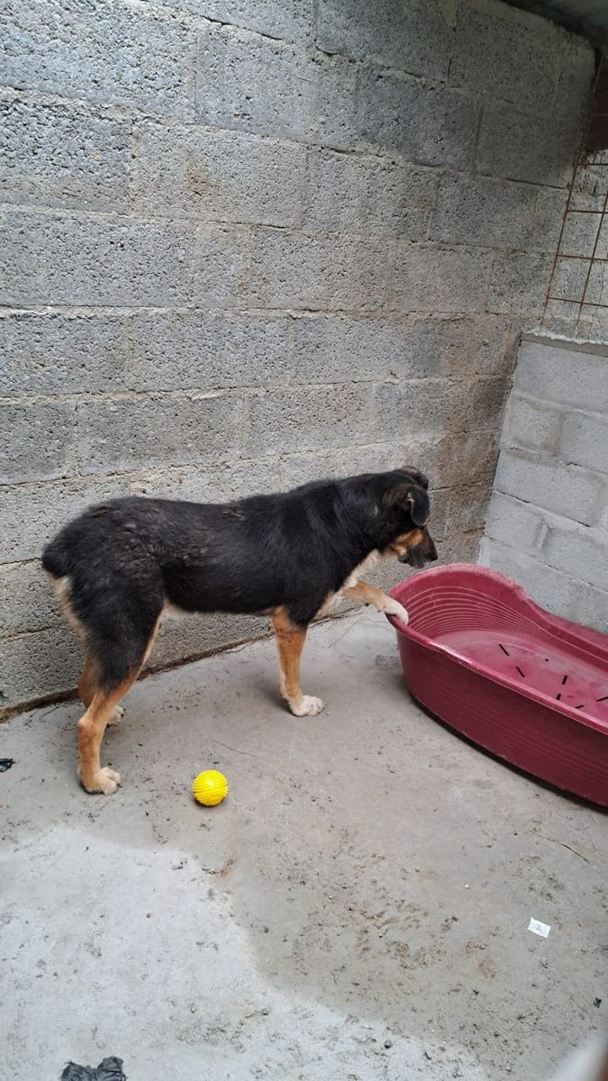 Un chien du refuge avec son jouet