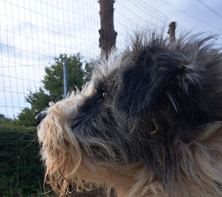 Portrait d'un chien du refuge, poil broussailleux