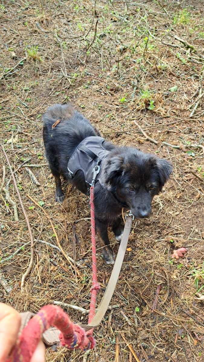 Un chien du refuge en promenade dans la nature