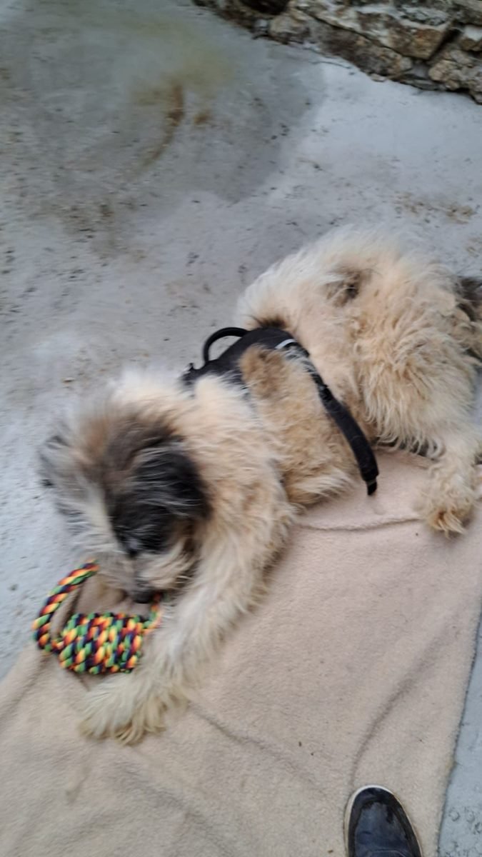 Un chien du refuge blotti au calme